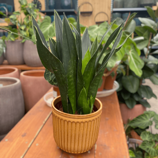 SANSEVIERIA BLACK DIAMOND (SVOKRIN JAZYK)