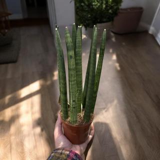 SANSEVIERIA CYLINDRICA (SVOKRIN JAZYK)