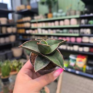SANSEVIERIA EHRENBERGII - SAMURAI (SVOKRIN JAZYK)