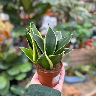 SANSEVIERIA GOLDEN HAHNII (SVOKRIN JAZYK)