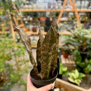 SANSEVIERIA - STAR CANYON GRANITE (SVOKRIN JAZYK)