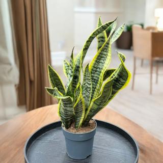 SANSEVIERIA TRIFASCIATA - LAURENTII (SVOKRIN JAZYK)