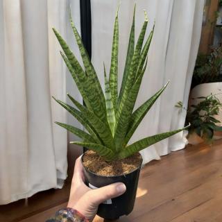 SANSEVIERIA TRIFASCIATA PINEAPPLE (SVOKRIN JAZYK)