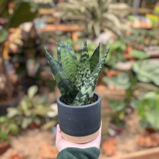 SANSEVIERIA ZEYLANICA (SVOKRIN JAZYK) V OKRASNOM ČREPNÍKU