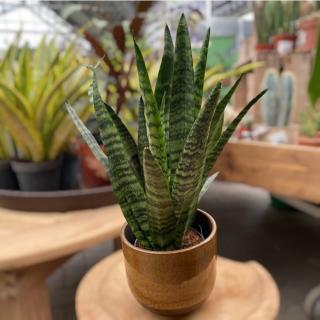 SANSEVIERIA ZEYLANICA  (SVOKRIN JAZYK)