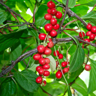 SCHIZANDRA ČÍNSKA