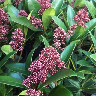 SKIMMIA JAPONSKÁ - RUBELLA