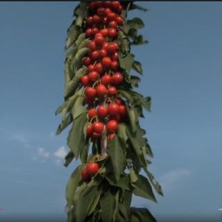STĹPOVITÁ ČEREŠŇA SYLVIA - PODPNÍK GISELA 5 (MIKROGRAFT - KONTAJNER) Výška rastliny: 80 - 100 cm