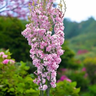 STĹPOVITÁ OKRASNÁ ČEREŠŇA - AMANOGAWA (SAKURA)