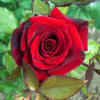 TERASOVÁ MNOHOKOKVETÁ RUŽA - RED DELIGHT (KONTAJNER)