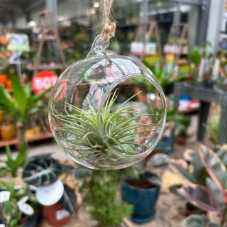 TILLANDSIA V SKLE