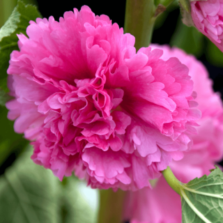 TOPOĽOVKA RUŽOVÁ - PINK DELIGHT
