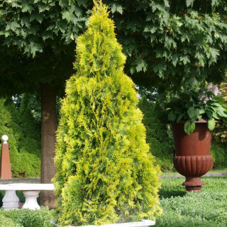 TUJA ZÁPADNÁ GOLDEN SMARAGD Výška rastliny: 15 - 30 cm