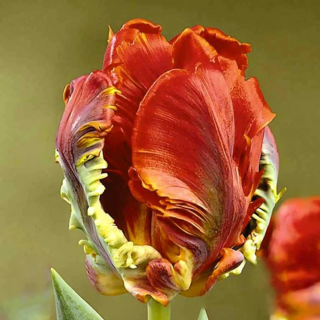 TULIPÁN HOLLAND HAPPENING (2 CIBULE)