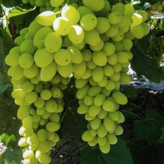 VINIČ CENTENNIAL SEEDLESS (BEZSEMENNÝ)