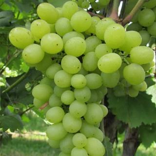 VINIČ LUISA (BEZSEMENNÝ, STOLOVÝ, REZISTENT)