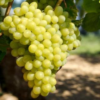 VINIČ MILLENIUM (STOLOVÝ, BEZSEMENNÝ, REZISTENT)