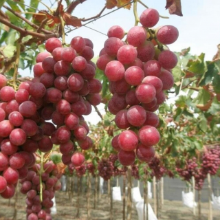 VINIČ RED GLOBE