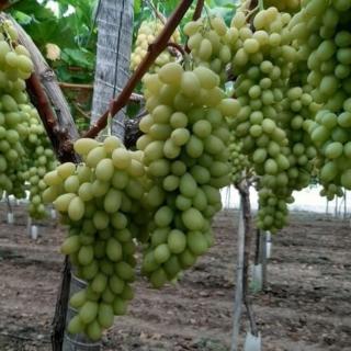 VINIČ REGAL SEEDLESS (BEZSEMENNÝ)