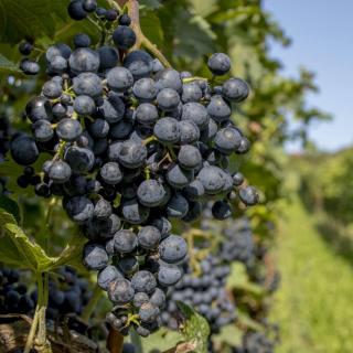 VINIČ SUMMER ROYAL (STOLOVÝ, BEZSEMENNÝ)