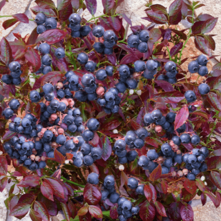ZAKRPATENÁ ČUČORIEDKA - CABERNET SPLASH
