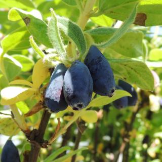 ZEMOLEZ KAMČATSKÝ - INDIGO JAM