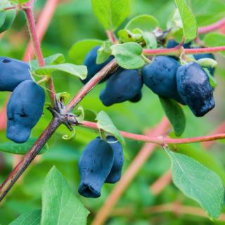 ZEMOLEZ KAMČATSKÝ - MYBERRY SWEET