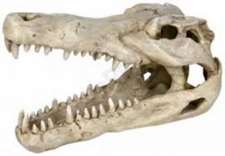 Akvarijní dekorace TRIXIE Lebka z krokodýla velká 14 cm