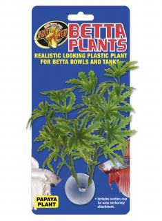 Betta Plant – Papája