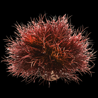 Biorb akvarijní dekorace Mořská lilie  - karmínová