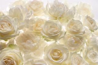 Čtyřdílná vliesová fototapeta Bílé růže, 368x248cm, XXL4-007