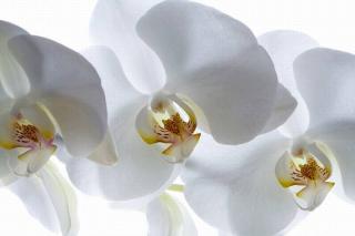 Čtyřdílná vliesová obrazová tapeta Bílá orchidej FTN xxl 0466, rozměr 360 x 270cm
