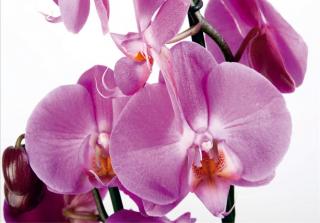 Čtyřdílná vliesová obrazová tapeta Fialové orchideje FTN S 2459, rozměr 360 x 270cm