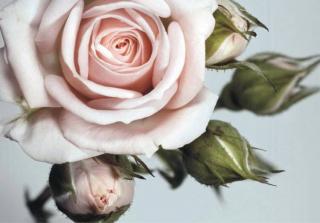 Čtyřdílná vliesová obrazová tapeta Růžové růže FTN xxl 0313, rozměr 360 x 270cm
