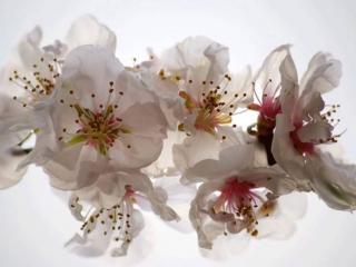 Čtyřdílná vliesová obrazová tapeta Třešňový květ FTN xxl 0385, rozměr 360 x 270cm