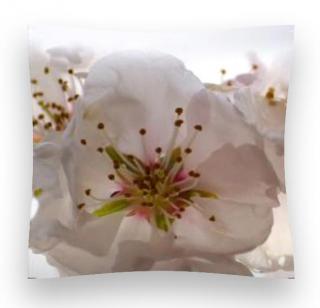 Dekorační foto polštářek Květy třešně, 45x45cm, CN3606