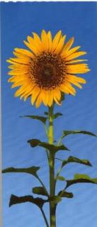 Dvoudílná obrazová tapeta Slunečnice 86 x 200cm, 2D ID 509, skladem poslední 1 ks!!!