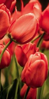 Dvoudílná vliesová fototapeta Červené tulipány, rozměr 150x250cm, MS-2-0128