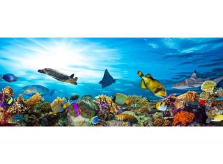 Dvoudílná vliesová fototapeta Korály a ryby v oceánu, rozměr 375x150cm, MP-2-0216