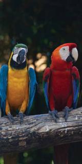 Dvoudílná vliesová fototapeta Pestrobarevní papoušci, rozměr 150x250cm, MS-2-0223