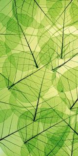 Dvoudílná vliesová fototapeta Zelené listy, rozměr 150x250cm, MS-2-0111