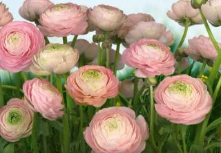 Fototapeta osmidílná Gentle Rosé - Růžové růže 368x254cm, 8D 8-894