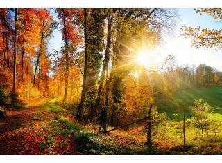 Fototapeta Podzimní les, rozměr 375x250cm, MS-5-0065, vliesová