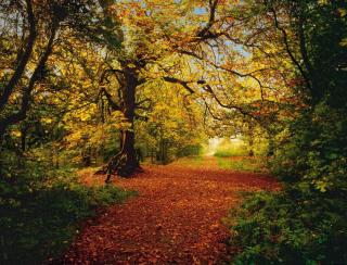 Fototapeta Podzimní les, šíře 388cm, výška 270cm, 8D 8-068