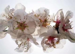 Jednodílná vliesová fototapeta Květy třešně FTN m 2654, rozměr 155x110cm