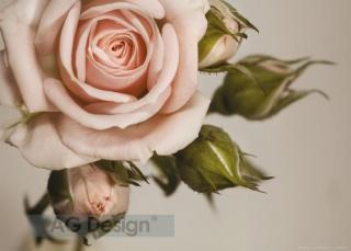 Jednodílná vliesová fototapeta Růžová růže FTN m 2620 rozměr 155x110cm