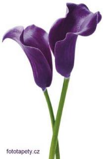 Maxiplakát - Purple calla lilies - šířka 115 , výška 175cm, skladem poslední 3 ks !