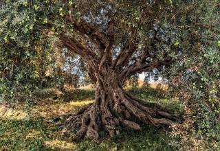 Osmidílná fototapeta Olivový strom, National Geographic, 368x254cm, 8D 8-531