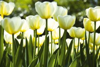 Pětidílná vliesová fototapeta Bílé tulipány, rozměr 375x250cm, MS-5-0127