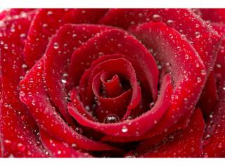 Pětidílná vliesová fototapeta Červená růže, rozměr 375x250cm, MS-5-0138